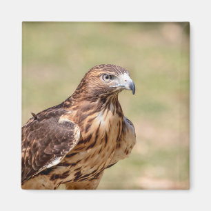 Íman Gavião de cauda vermelha no Vale do Hudson