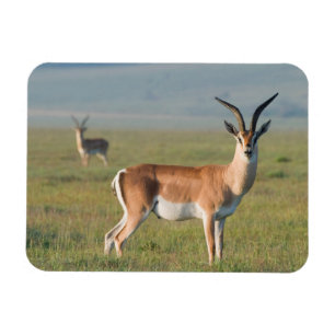 Íman Gazela de Grant, Cratera de Ngorongoro, Ngorongoro