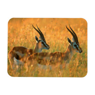 Íman Gazela de Thomson (Gazella Thomsonii) ao Amanhecer