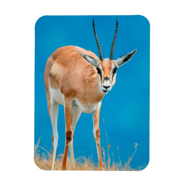 Íman Gazelle (Gazella Granti) Ewe Retrait (Vertical)