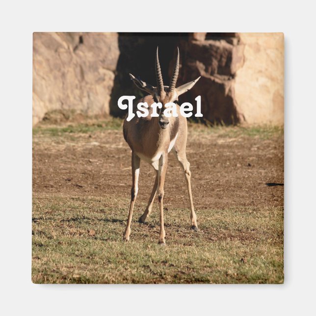Íman Gazelle israelita (Frente)