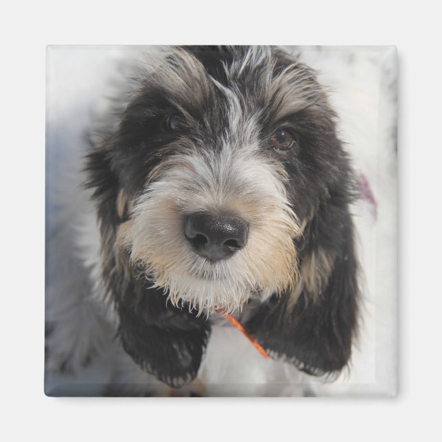 Íman GBGV Puppy (Frente)