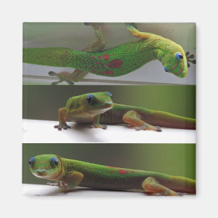 Íman gecko