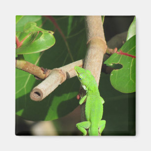 Íman Gecko Chameleon Magnet