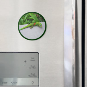 Íman Gecko do Dia da Pó Dourado - Audiência e Gecko