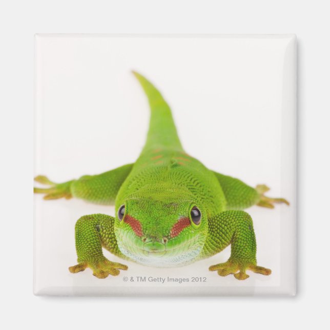 Íman Gecko do dia de Madagáscar (Phelsuma madagascarien (Frente)