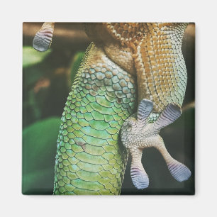 Íman Gecko Feet