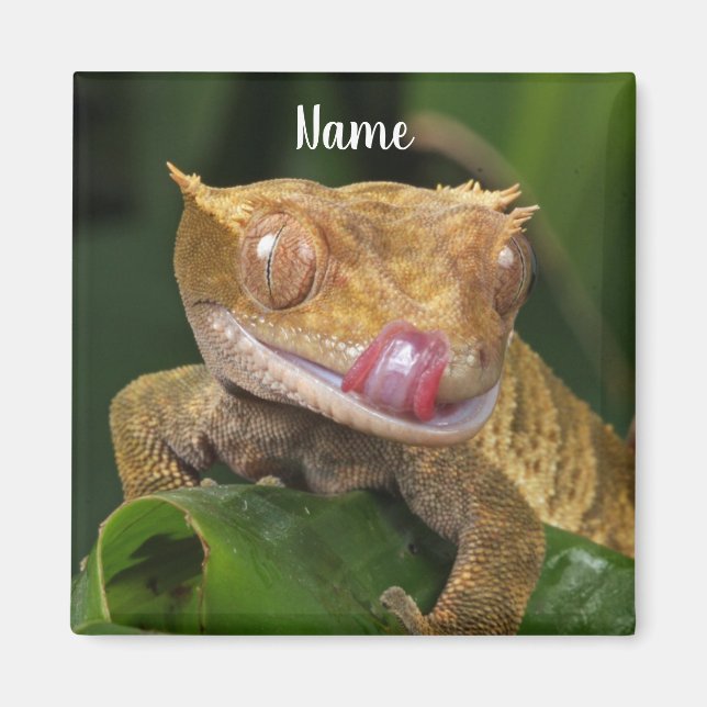 Íman Gecko Lizard preso personalizado (Frente)