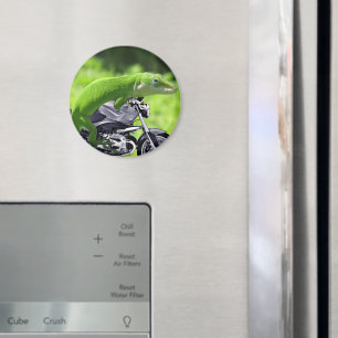 Íman Gecko Rider Verde Havaiano