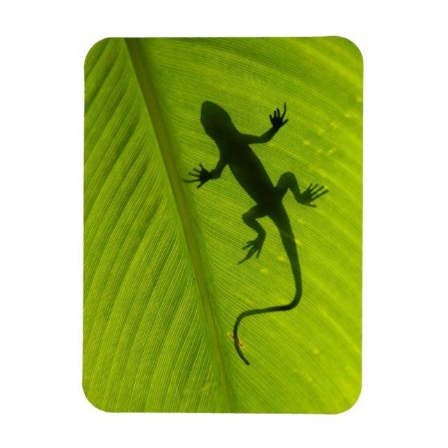 Íman Gecko Silhouette (Vertical)