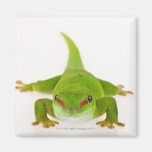 Íman Geco do dia de Madagascar (madagascariensis de
