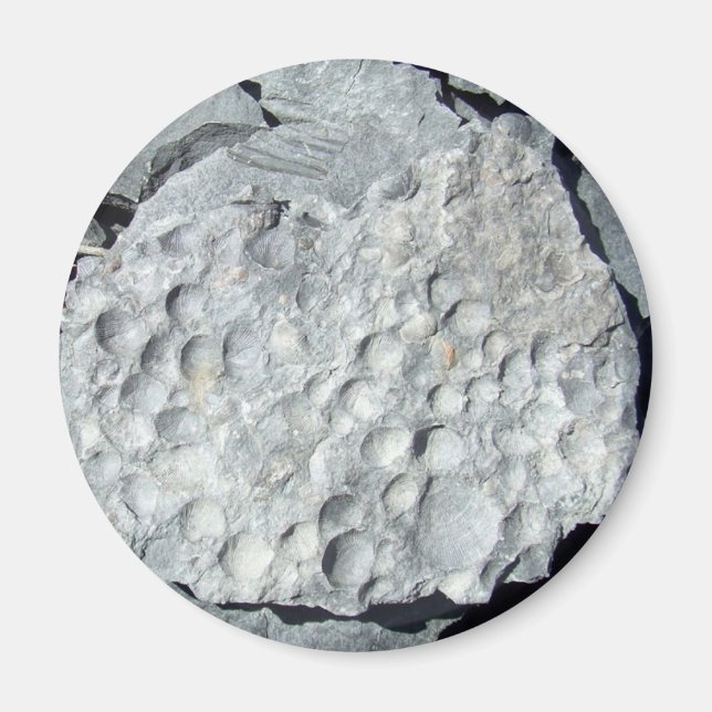 Íman Geer Road Fossils (Frente)