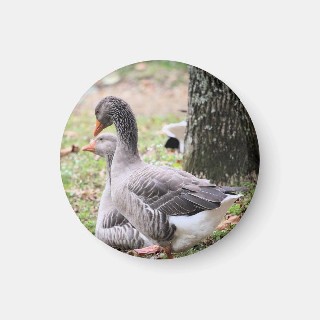 Íman Geese (Frente)