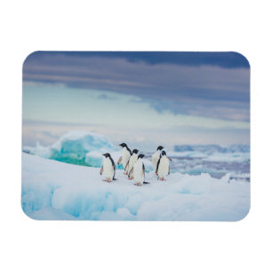 Íman Gelo e neve Pinguins de adenda Antártica