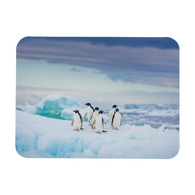 Íman Gelo e neve | Pinguins de adenda Antártica (Horizontal)