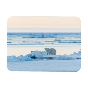 Íman Gelo e neve Polar Bear Iceberg Noruega