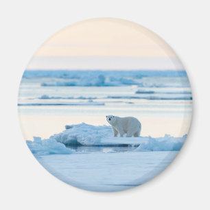 Íman Gelo e neve Polar Bear Iceberg Noruega