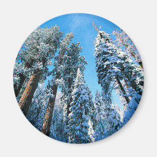 Íman Gelo e neve Sequoia National Park, Califórnia