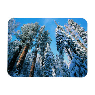 Íman Gelo e neve Sequoia National Park, Califórnia