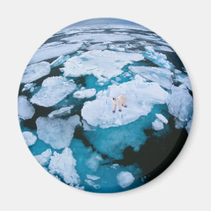 Íman Gelo e neve   Urso Polar, Oceano Ártico, Svalbard