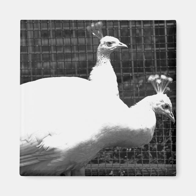 Íman gêmeos 8x8 (Frente)