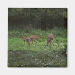 Íman Gêmeos e seu Mama