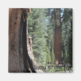 Íman General Sherman Tree - Parque Nacional Sequoia