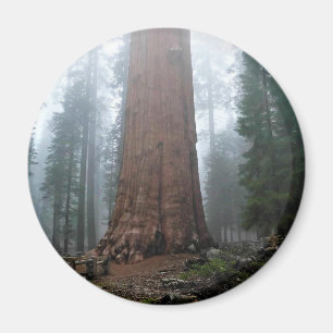 Íman General Sherman Tree, Sequoia, CA