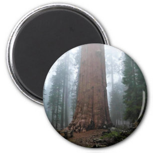 Íman General Sherman Tree, Sequoia, CA