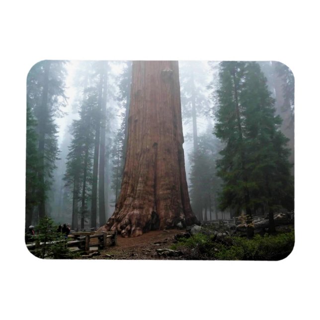 Íman General Sherman Tree, Sequoia, CA (Horizontal)