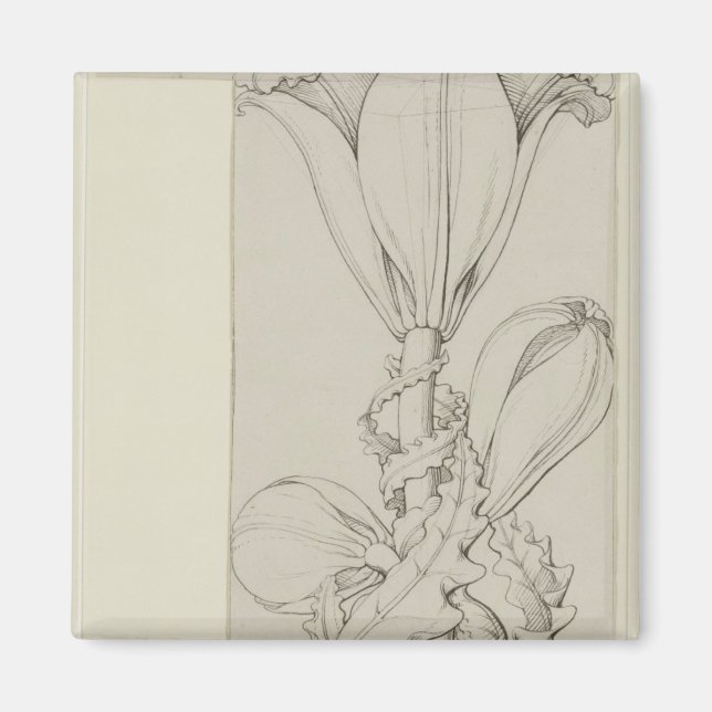 Íman Gênio da Lily, 1809 (Frente)