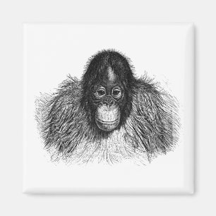 Íman Gentil Orangutan Black and White Ape Drawing