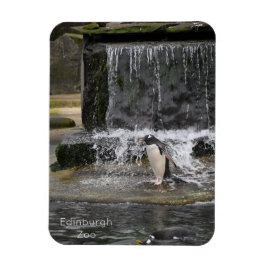 Íman Gentoo Penguin & Friends Edinburgh Zoo Scotland