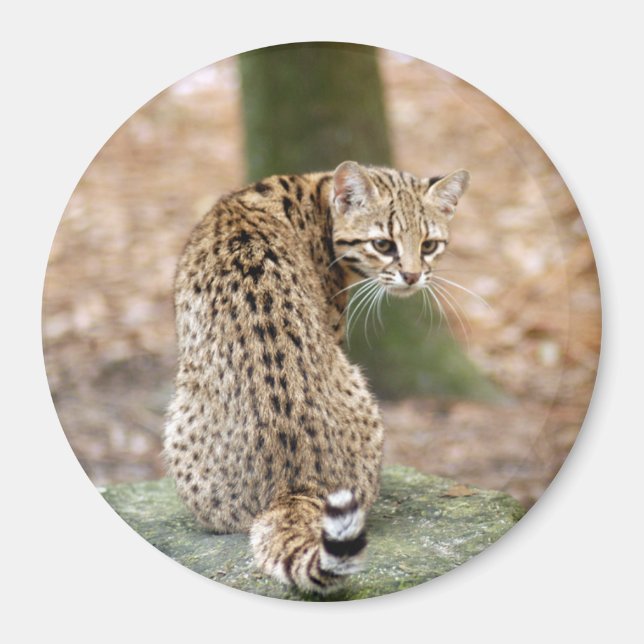 Íman geoffroy-cat-004 (Frente)