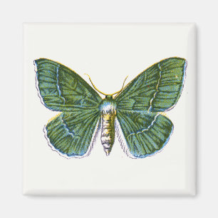 Íman Geometra papilionaria - A Grande Mama Esmeralda