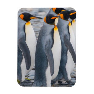 Íman Geórgia do Sul. Pinguins-reis