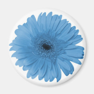 Íman Gerber Daisy