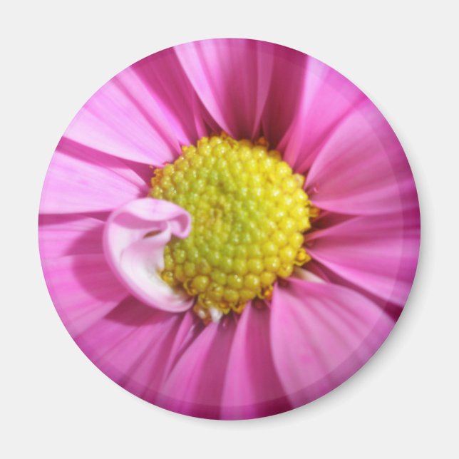 Íman Gerber Daisy Magnet rosa (Frente)
