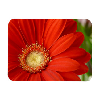 Íman Gerbera