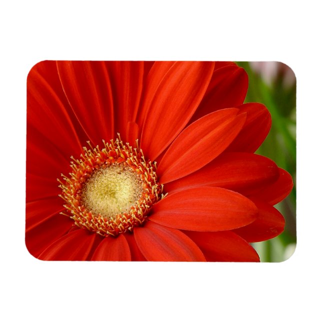 Íman Gerbera (Horizontal)