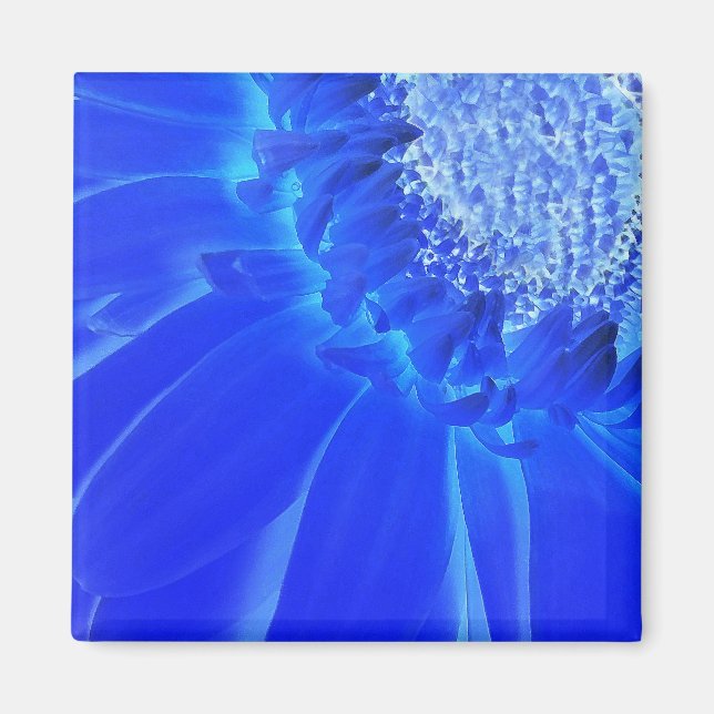 Íman gerbera azul-elétrica (Frente)