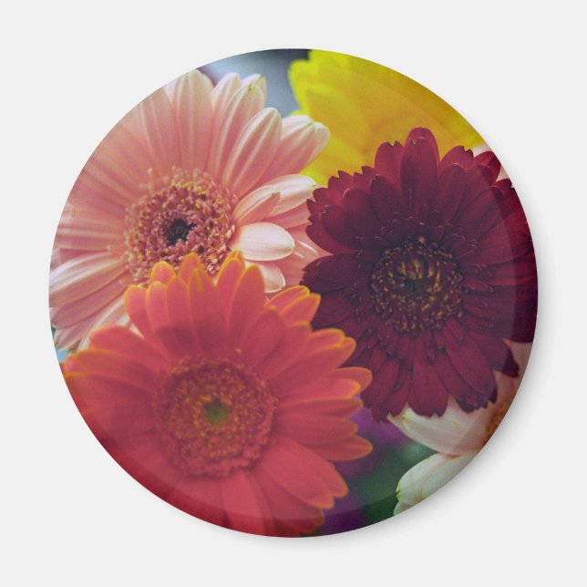 Íman Gerbera Daisy Flower Frigerator Magnet (Frente)
