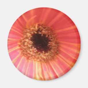 Íman Gerbera Daisy Flower Magnet