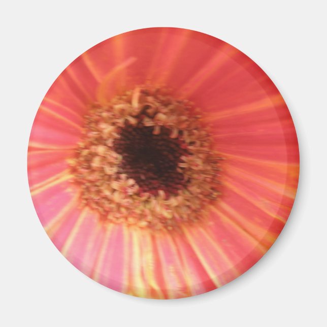 Íman Gerbera Daisy Flower Magnet (Frente)