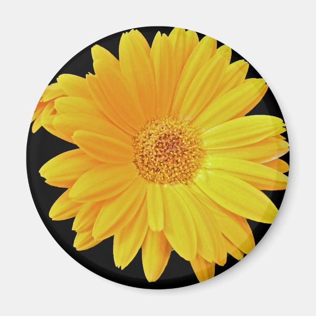 Íman Gerbera Daisy (Gerbera hybrida) - Amarelo (Frente)