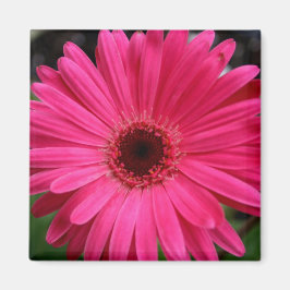 Íman Gerbera Daisy Magnet rosa
