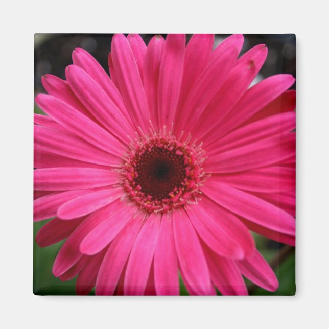 Íman Gerbera Daisy Magnet rosa (Frente)