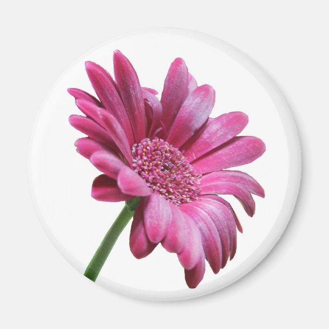 Íman Gerbera Daisy Round Magnet (Frente)