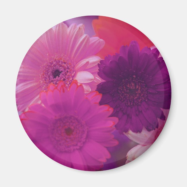 Íman Gerbera Rosa Daisy Flower Frigerator Magnet (Frente)