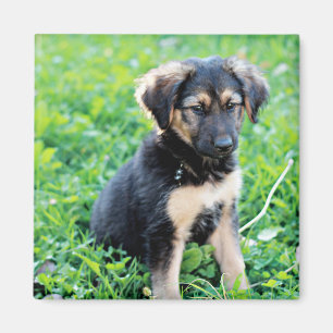 Íman German shepherd